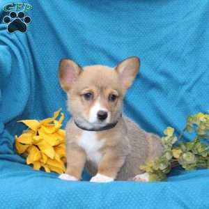 Cocoa, Pembroke Welsh Corgi Puppy